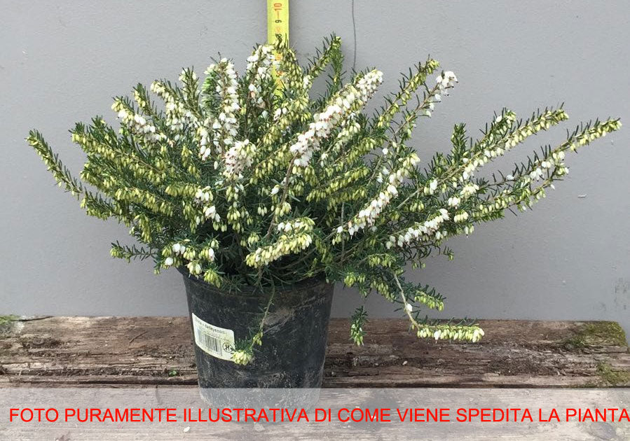 ERICA DARLEYENSIS BIANCO VASO 12CM