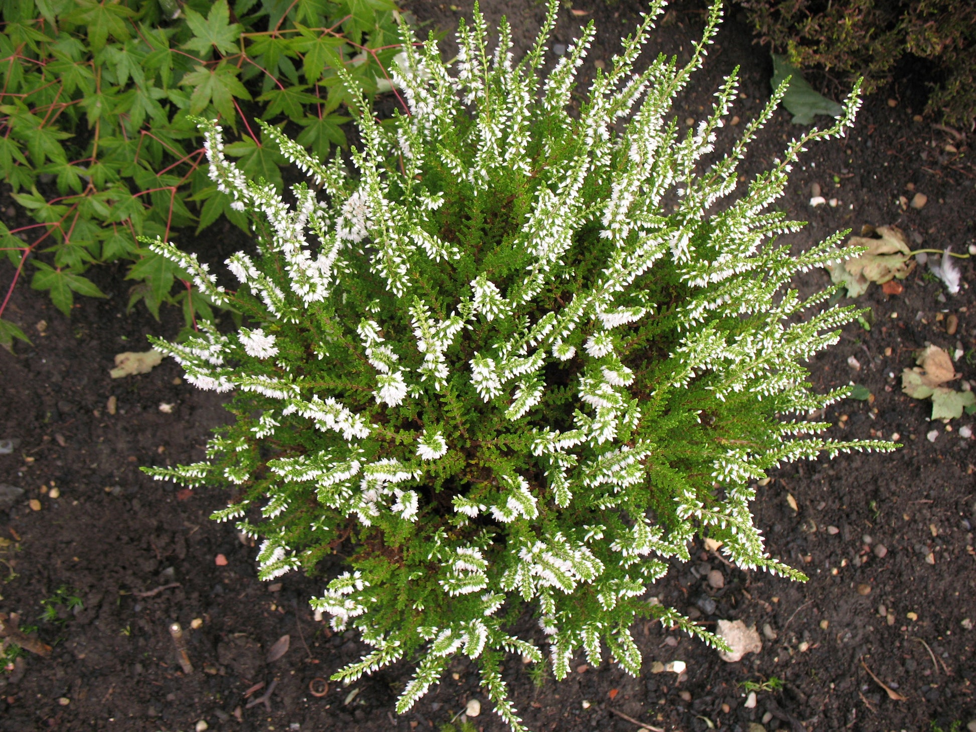 OFFERTA 3 PIANTE DI CALLUNA ERICA COLORI ASSORTITI VASO 12CM