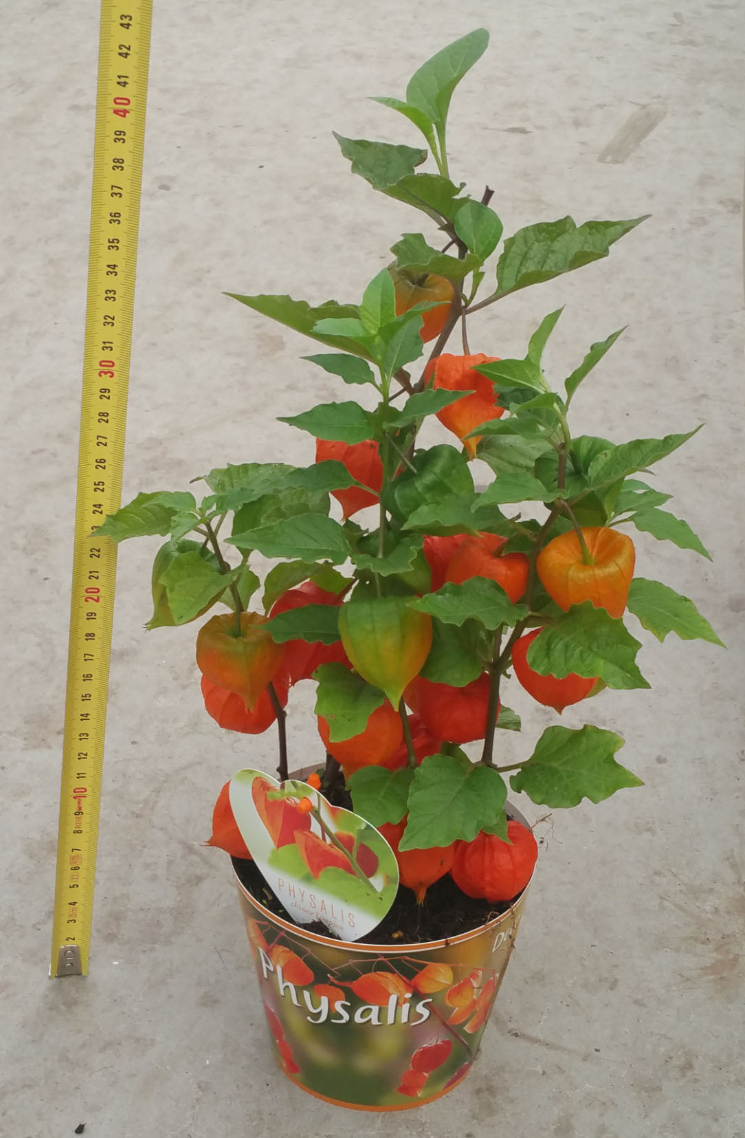PHYSALIS ALKEKENGI CHINESE LANTERN VASO 13CM