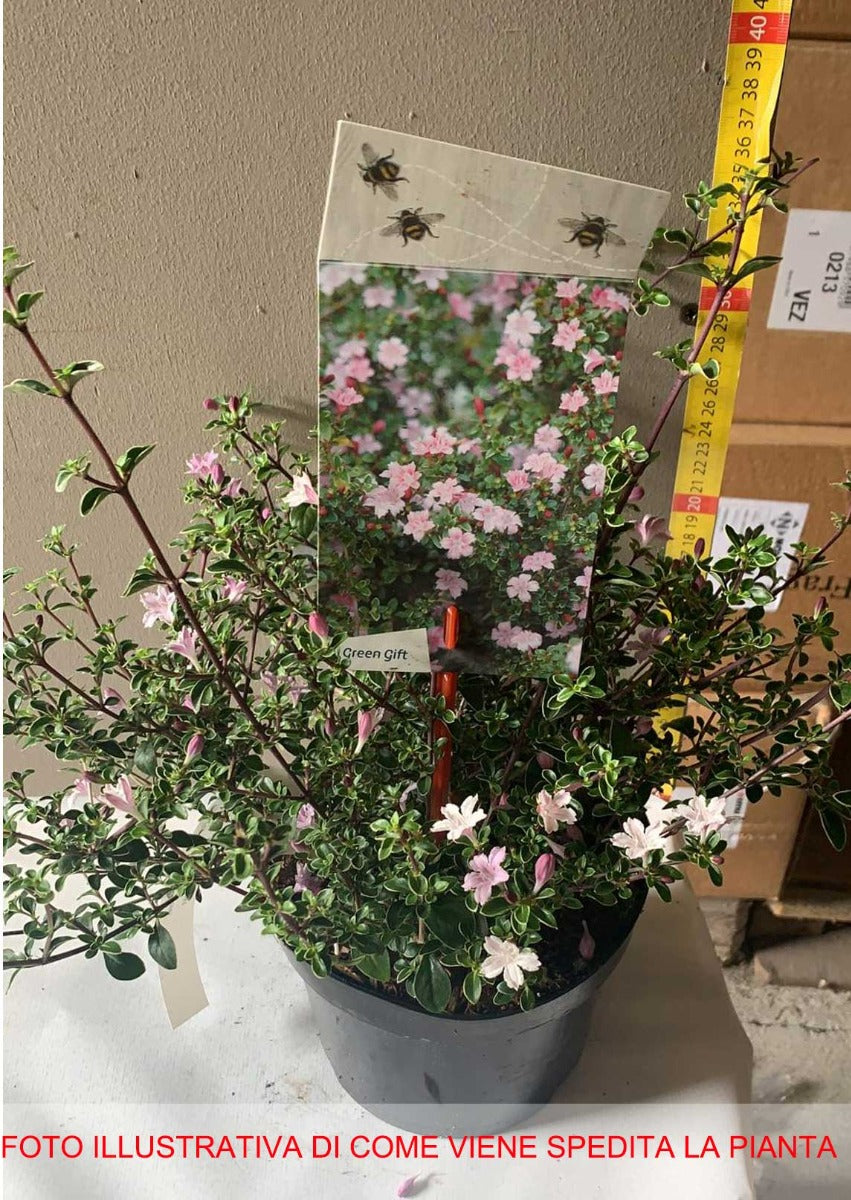 SERISSA JAPONICA 'PINK MYSTIC IN VASO 17CM
