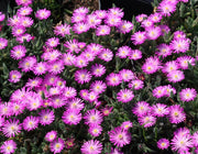 DELOSPERMA COOPERI ABERDEEN IN VASO 14CM