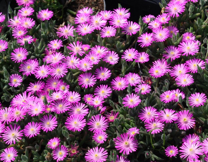 DELOSPERMA COOPERI ABERDEEN IN VASO 14CM