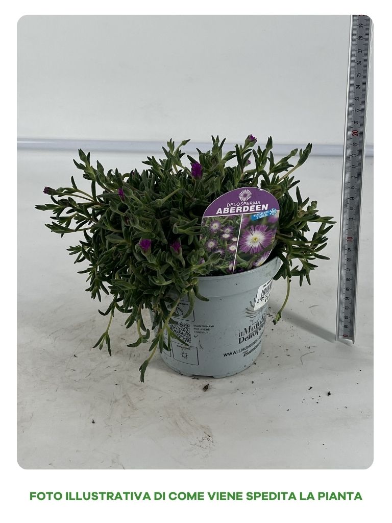 DELOSPERMA COOPERI ABERDEEN IN VASO 14CM