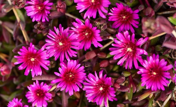 DELOSPERMA DESERT PURPLE 14CM