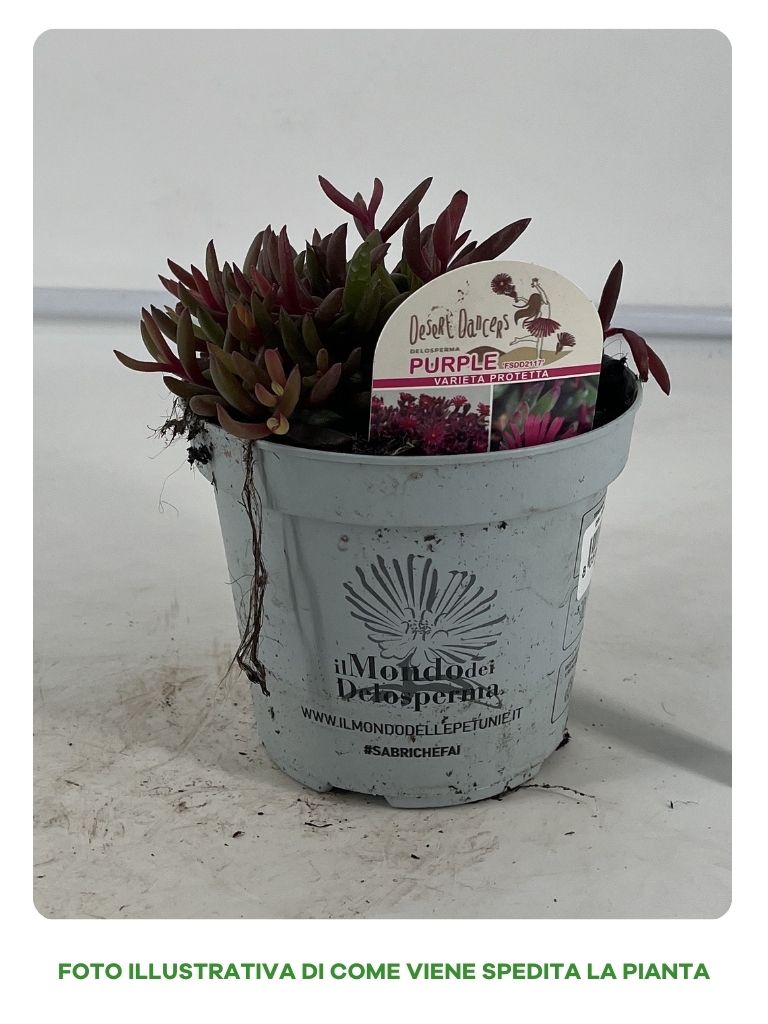DELOSPERMA DESERT PURPLE 14CM