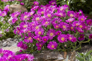 DELOSPERMA OCEAN SUNSET XXL IN VASO 14CM