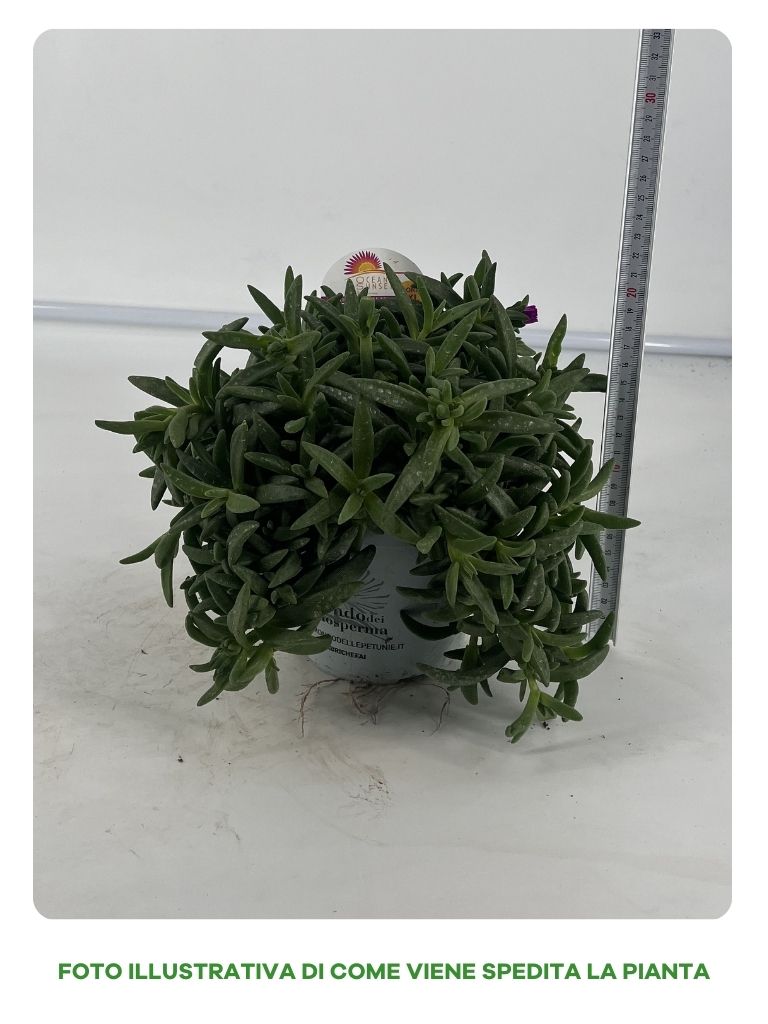 DELOSPERMA OCEAN SUNSET XXL IN VASO 14CM