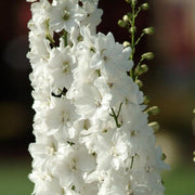 DELPHINIUM WHITE VASO 18CM