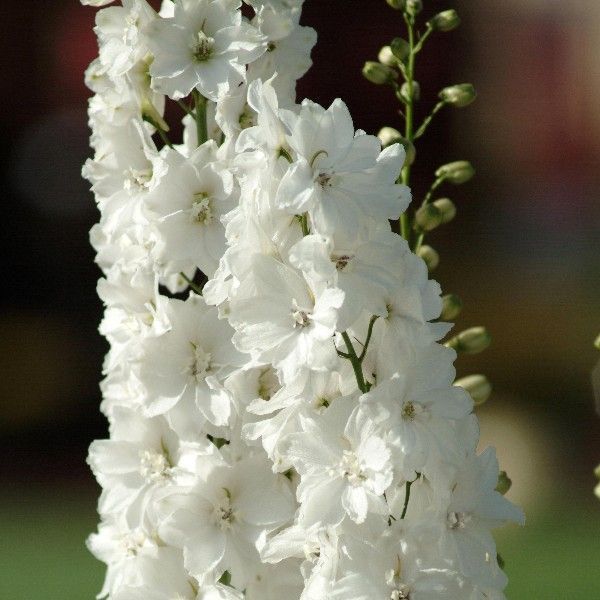 DELPHINIUM WHITE VASO 18CM