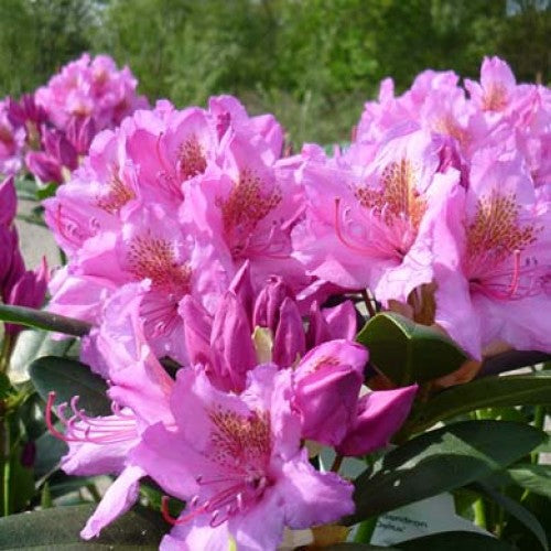 RODODENDRO DELTA VASO 18CM
