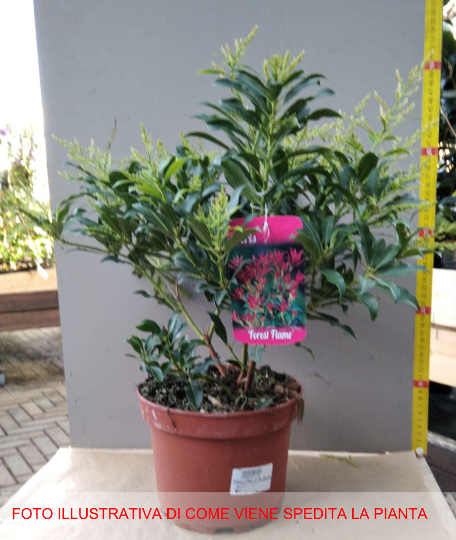 PIERIS FOREST FLAME VASO 18CM