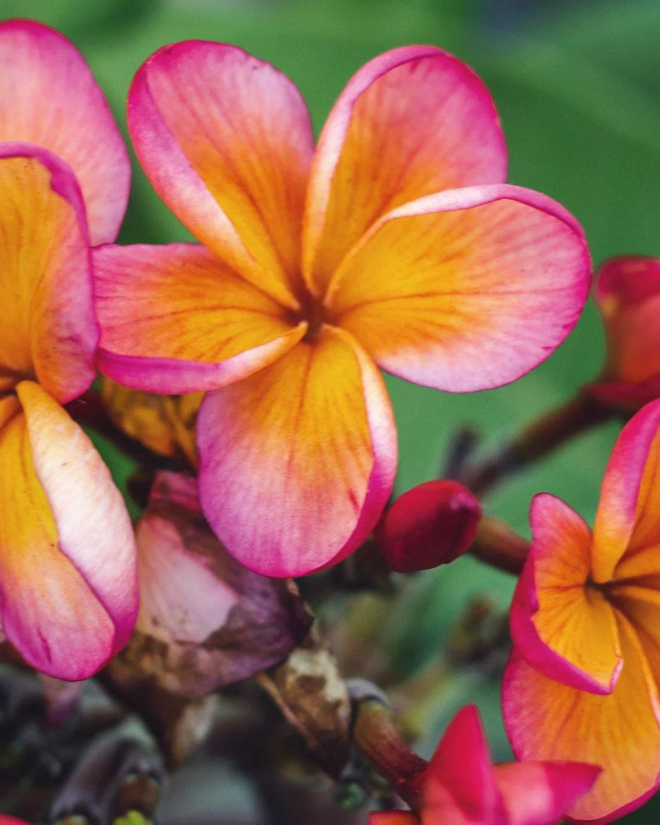 PLUMERIA POMELIA IN VASO 20CM ROSA ARANCIONE