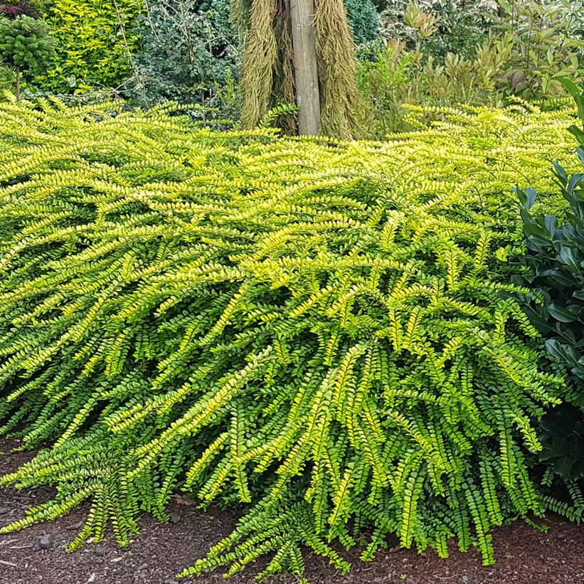 LONICERA NITIDA GOLDEN GLOW IN VASO 17CM