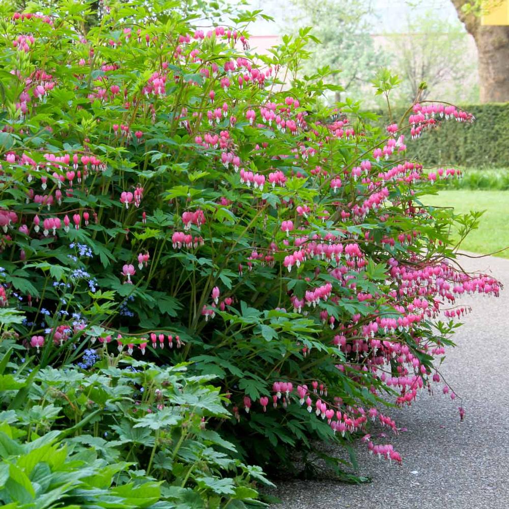 DICENTRA SPECTABILIS CUOR DI MARIA IN VASO 18CM