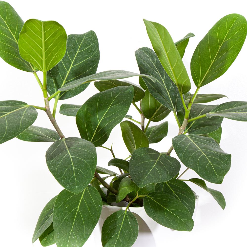 FICUS AUDREY VASO 21CM