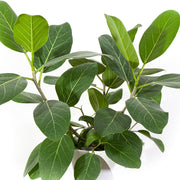 FICUS AUDREY VASO 21CM