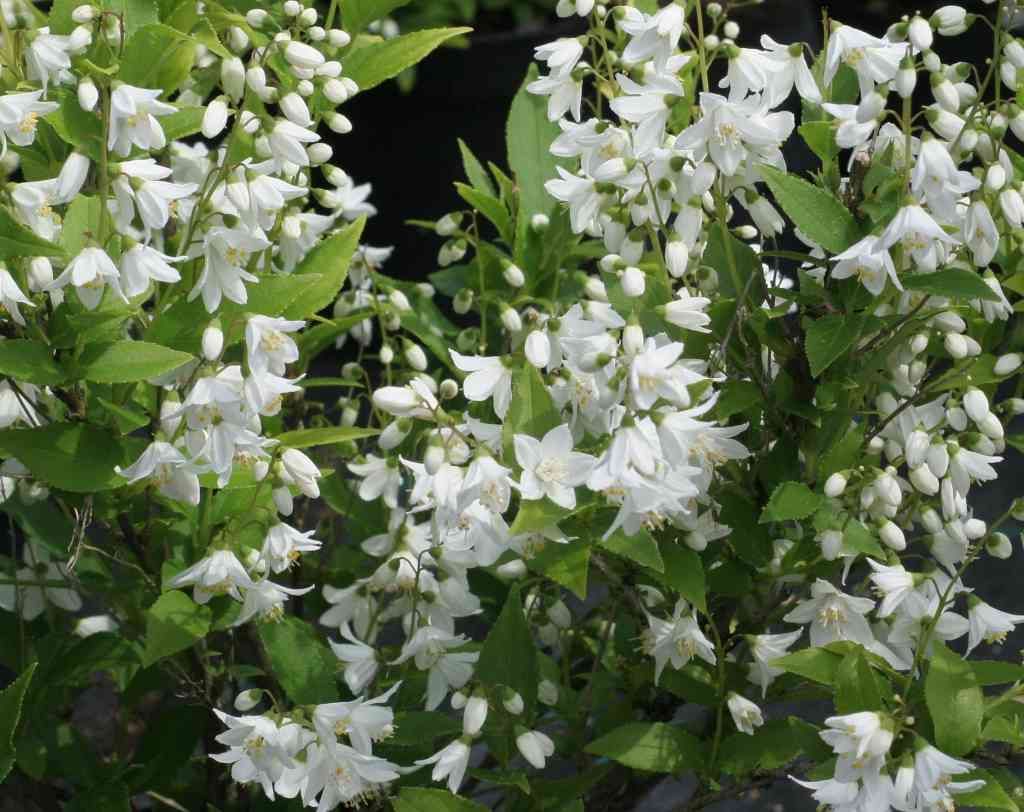 DEUTZIA GRACILIS BIANCA VASO 19CM