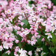 DEUTZIA ROSEA CHERRY BLOSSOM IN VASO 18CM