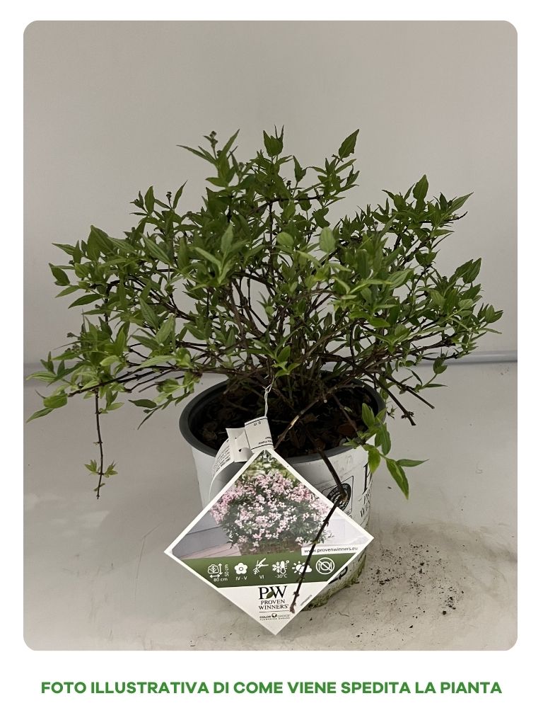 DEUTZIA ROSEA CHERRY BLOSSOM IN VASO 18CM