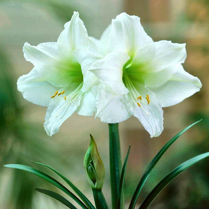 AMARYLLIS DENVER BIANCO VASO 12CM