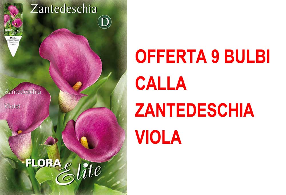 OFFERTA 9 BULBI CALLA ZANTEDESCHIA VIOLA