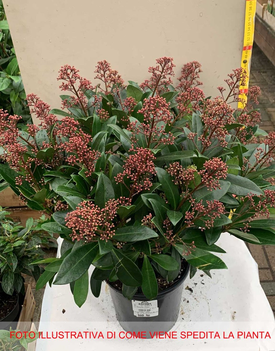 SKIMMIA RUBELLA VASO 19CM