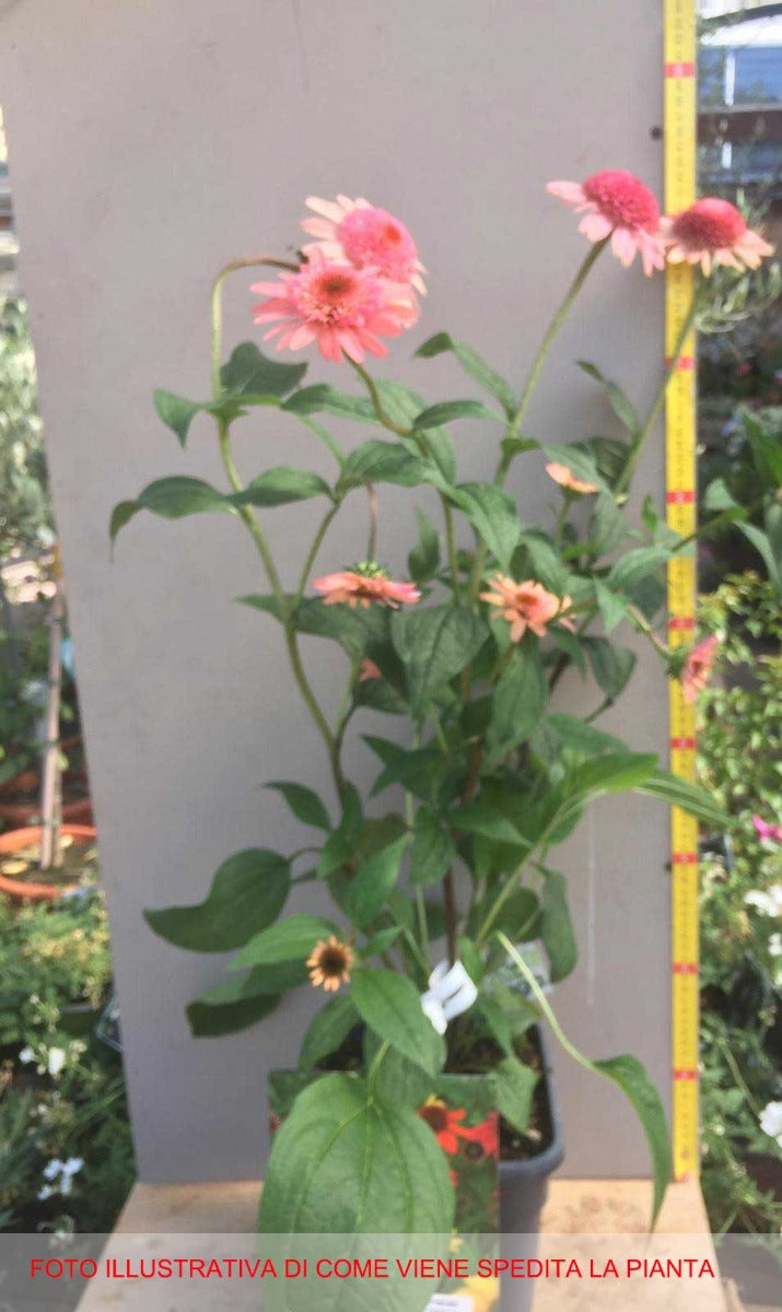 ECHINACEA BUTTERFLY KISSES VASO 23CM