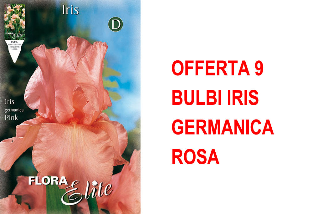 OFFERTA 9 BULBI IRIS GERMANICA ROSA