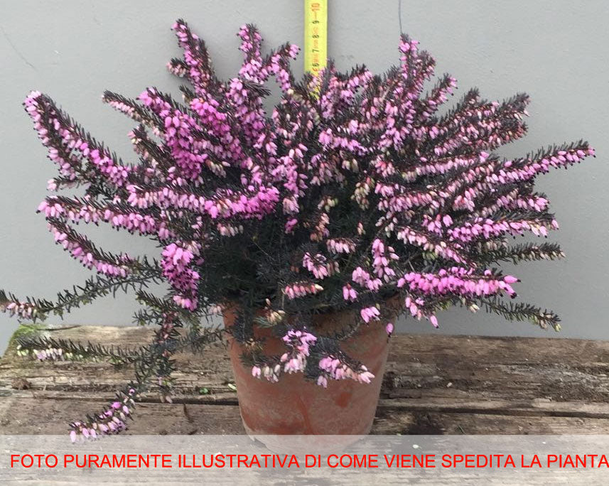ERICA DARLEYENSIS ROSA VASO 13CM
