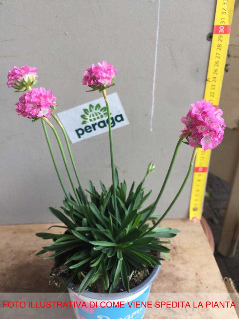 ARMERIA DRAEMERIA SWEET VASO 12CM