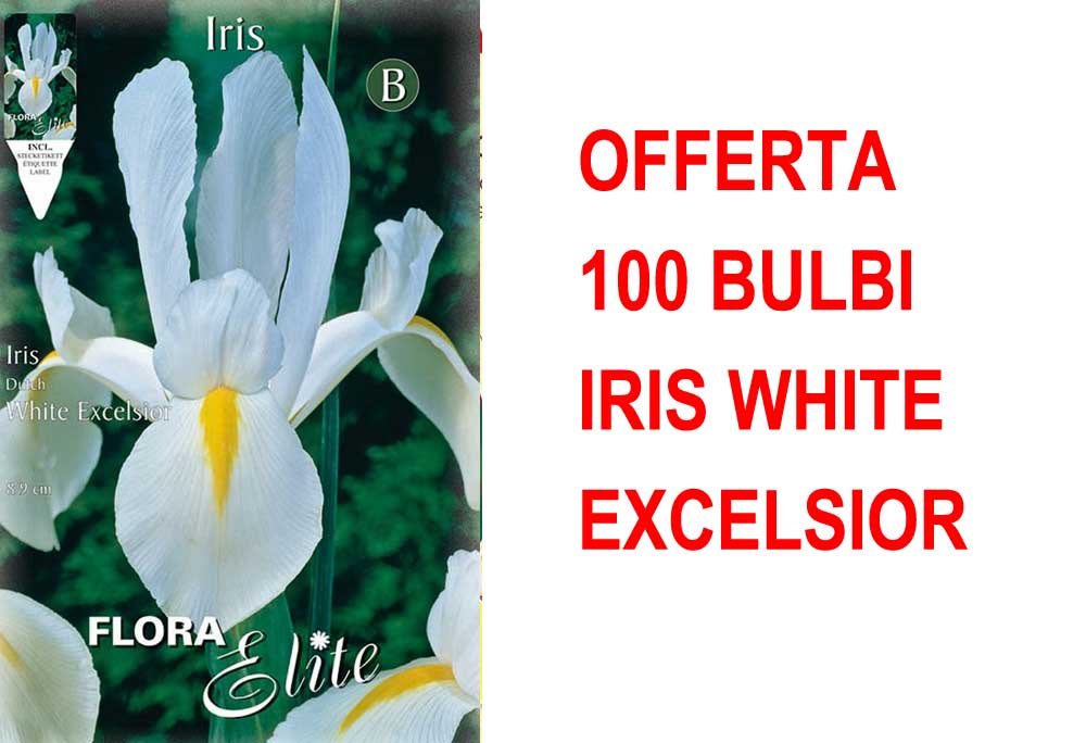 OFFERTA 100 BULBI IRIS HOLLANDICA WHITE EXCELSIOR