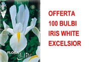 OFFERTA 100 BULBI IRIS HOLLANDICA WHITE EXCELSIOR