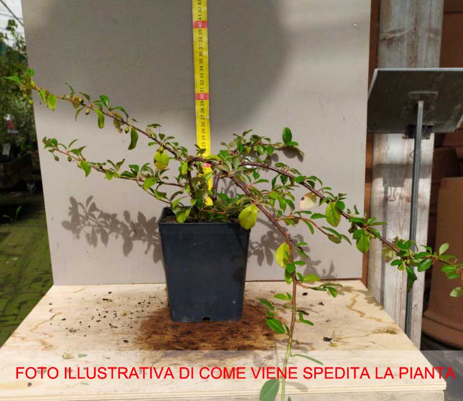 COTONEASTER DAMMERI RADICANS IN VASO 11CM