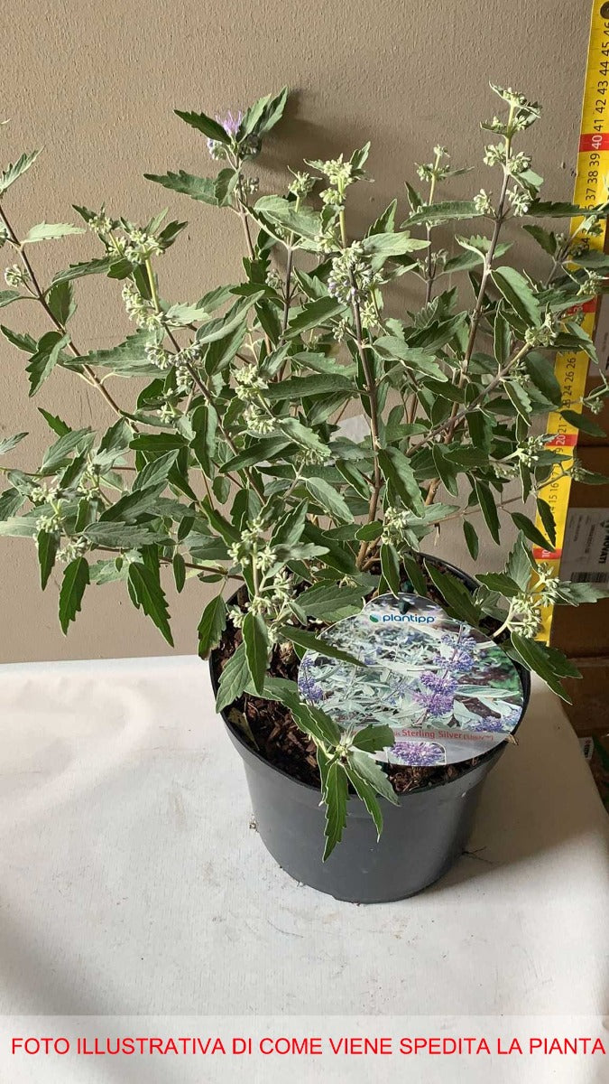 CARYOPTERIS STERLING SILVER VASO 19CM