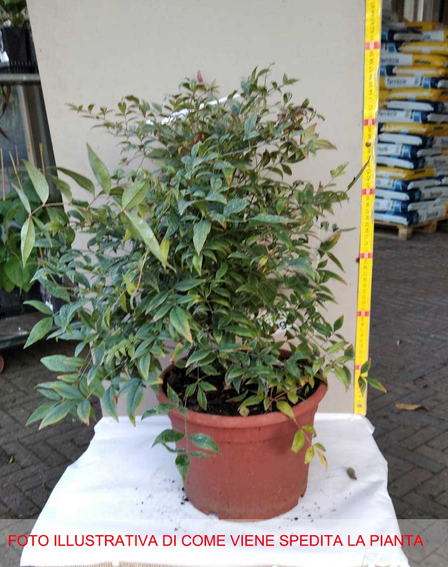 NANDINA GULF STREAM VASO 24CM