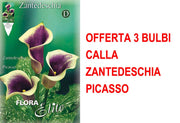 OFFERTA 3 BULBI CALLA ZANTEDESCHIA PICASSO