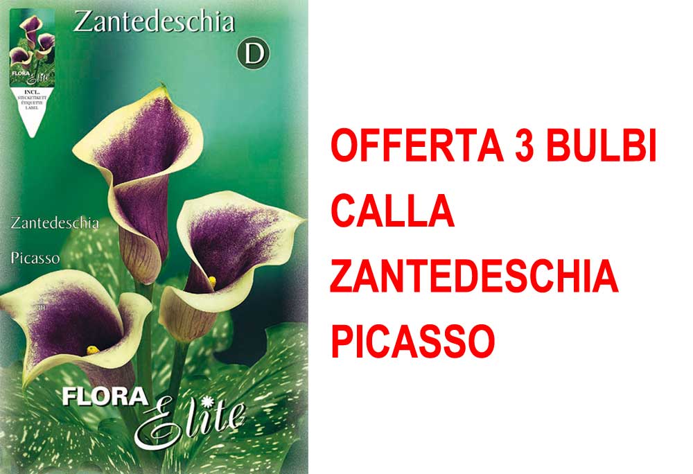 OFFERTA 3 BULBI CALLA ZANTEDESCHIA PICASSO