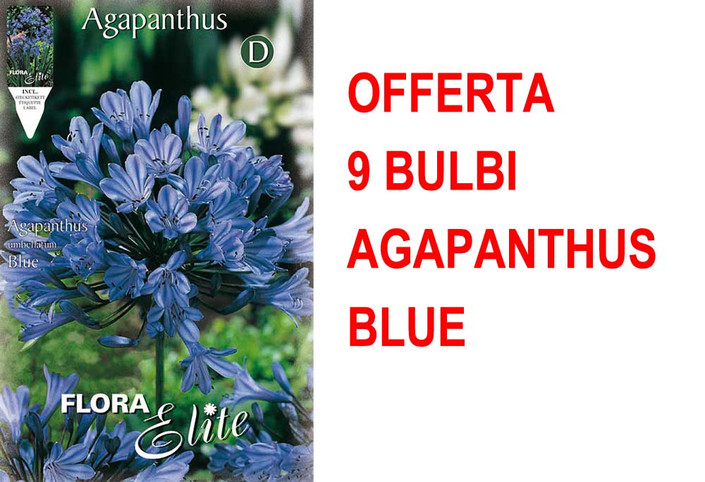 OFFERTA 9 BULBI DI AGAPANTHUS BLUE