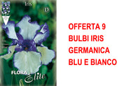 OFFERTA 9 BULBI IRIS GERMANICA BLU E BIANCO