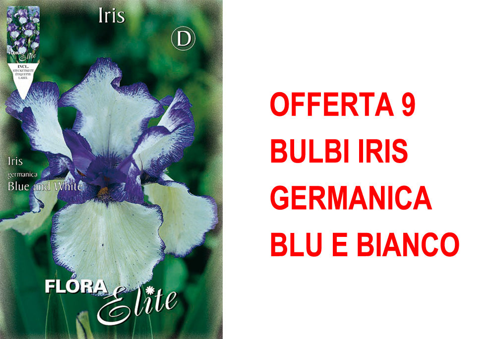OFFERTA 9 BULBI IRIS GERMANICA BLU E BIANCO