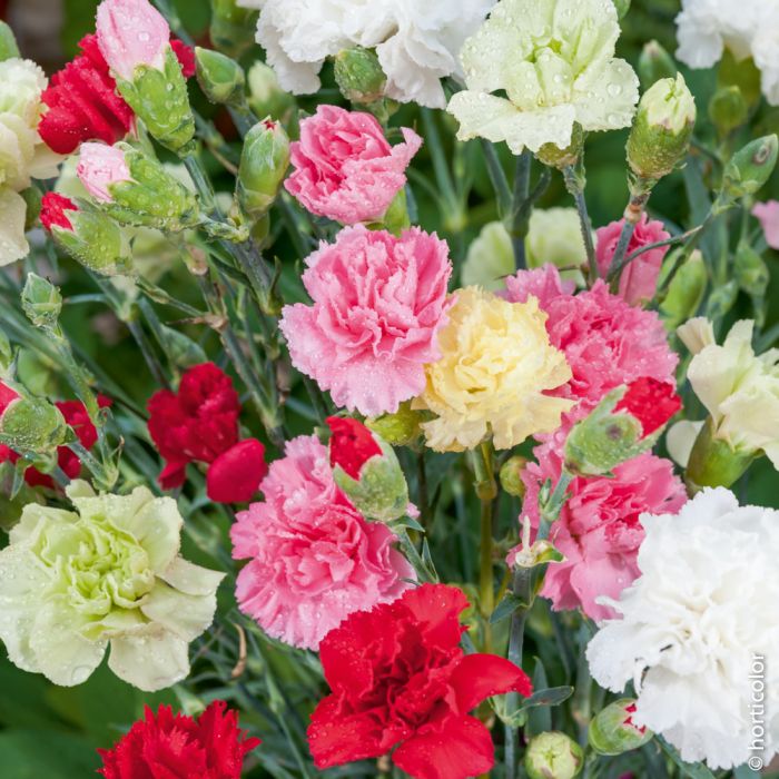 DIANTHUS GAROFANO IN VASO 14CM COLORI ASSORTITI