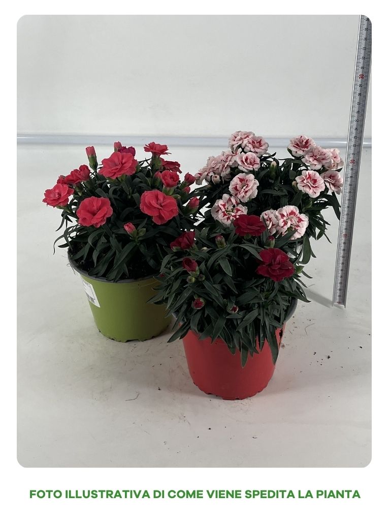 DIANTHUS GAROFANO IN VASO 14CM COLORI ASSORTITI