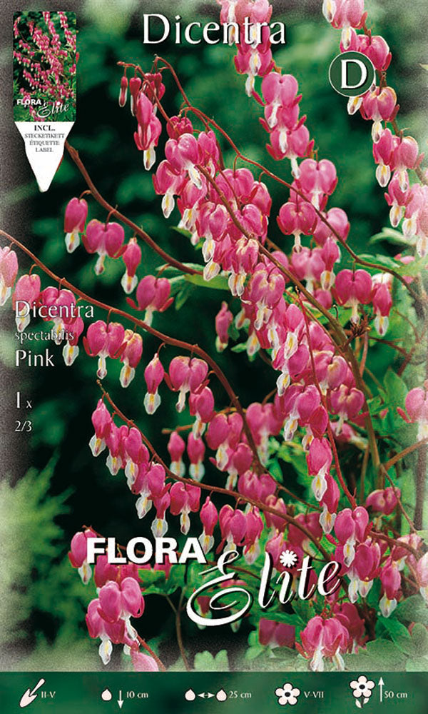 OFFERTA 7 BULBI DICENTRA SPECTABILIS ROSA