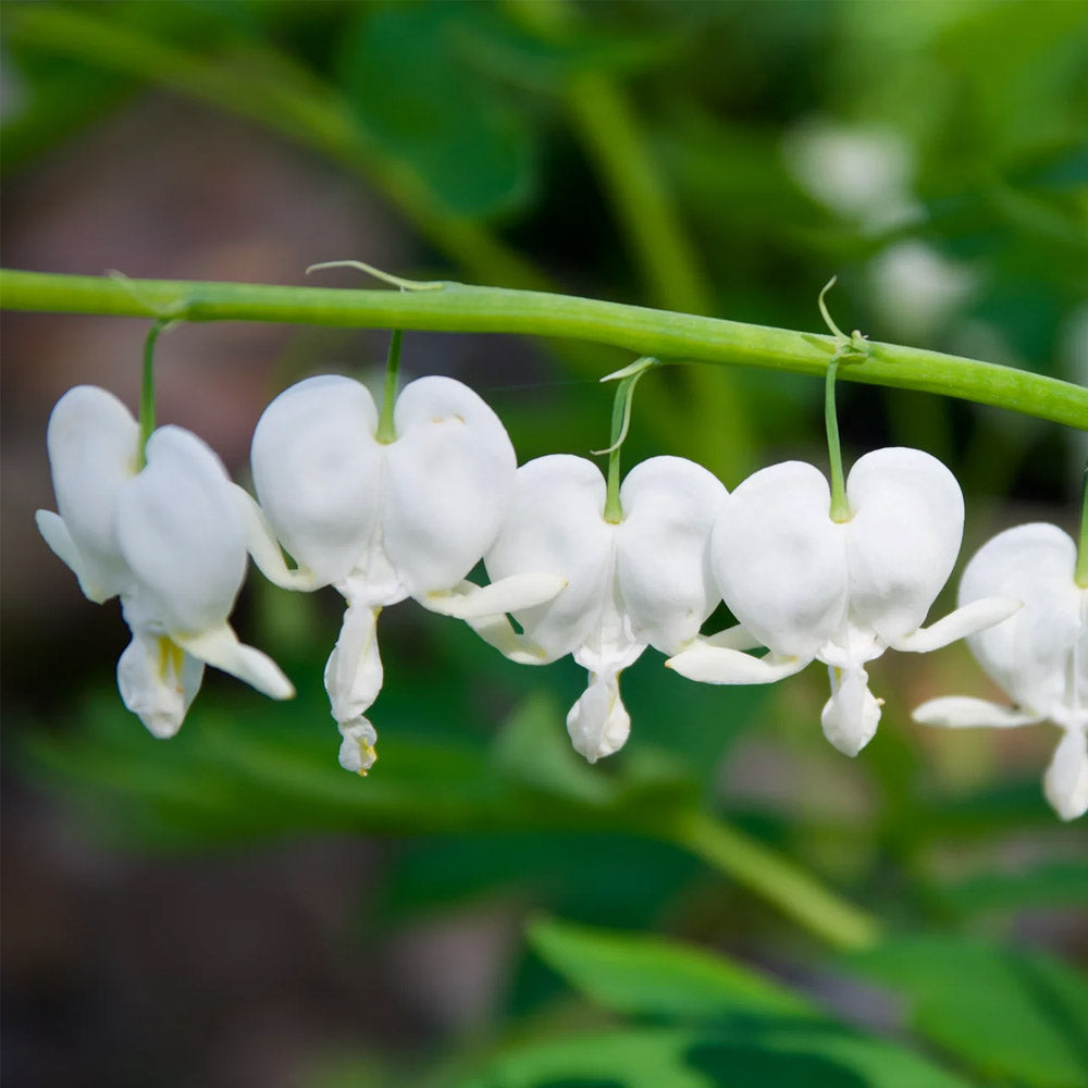 DICENTRA SPECTABILIS ALBA IN VASO DA 17CM