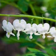 DICENTRA SPECTABILIS ALBA IN VASO DA 17CM