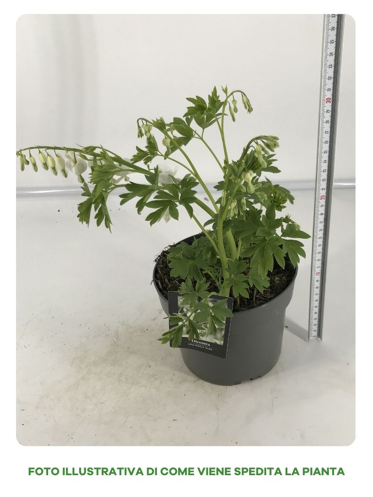 DICENTRA SPECTABILIS ALBA IN VASO DA 17CM