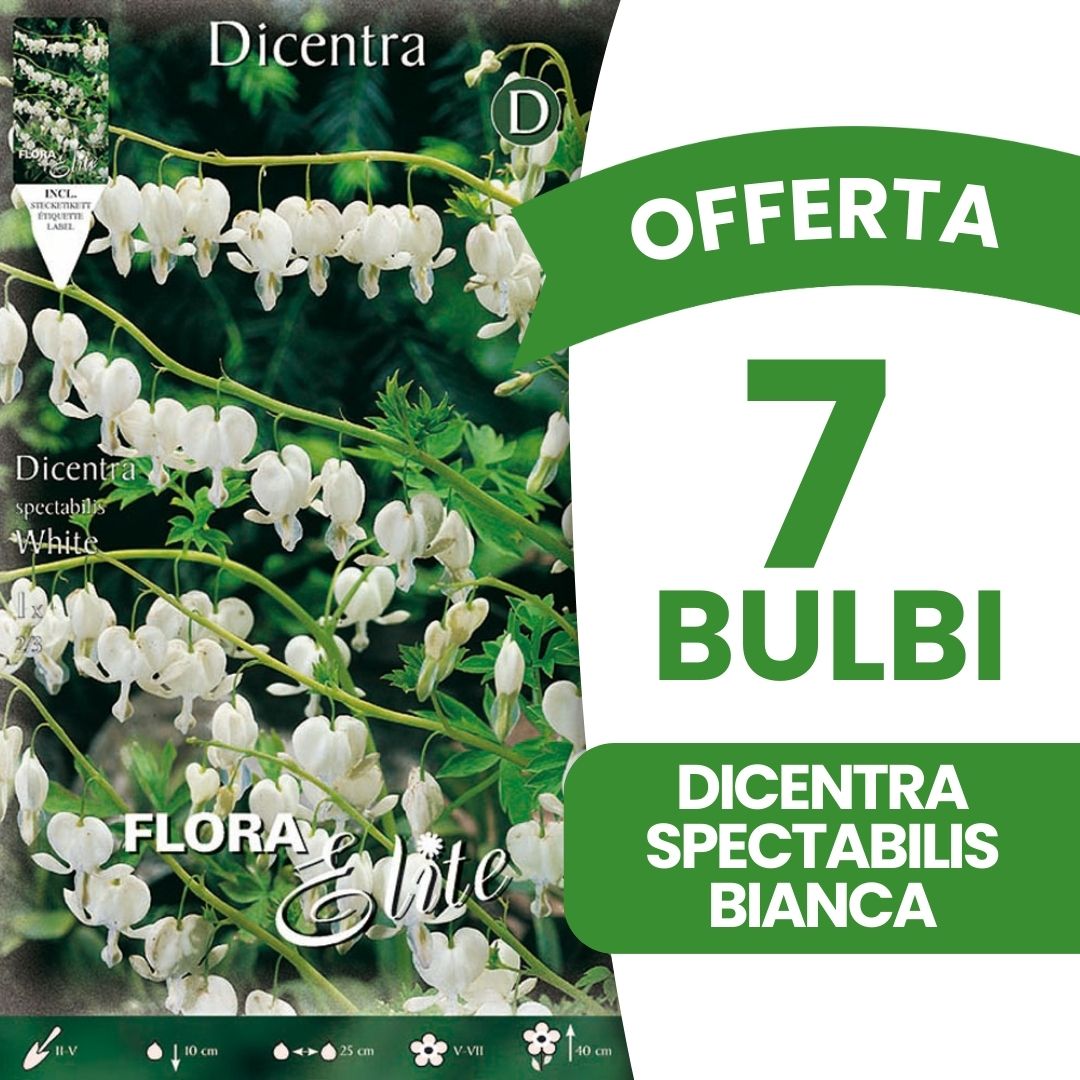 OFFERTA 7 BULBI DICENTRA SPECTABILIS BIANCA