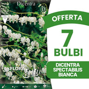 OFFERTA 7 BULBI DICENTRA SPECTABILIS BIANCA