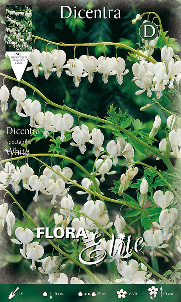 OFFERTA 7 BULBI DICENTRA SPECTABILIS BIANCA
