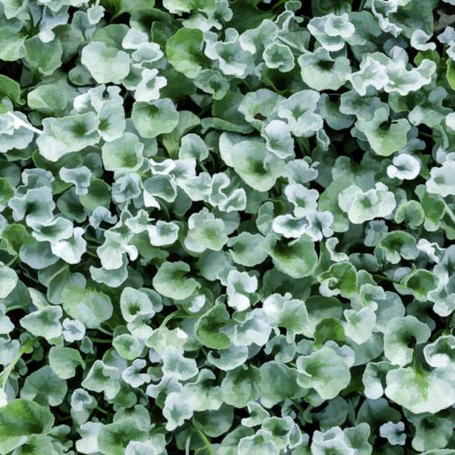 Dichondra Silver in vaso da 15cm